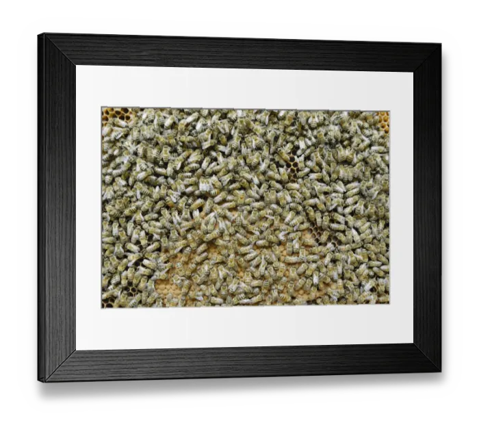 Framed Print : Worker bees on sealed brood comb Framed Print : Worker bees on sealed brood comb