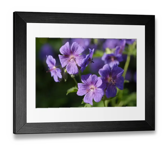 Framed Print : Purple blossoms of Meadow cranesbill (Geranium pratense)
