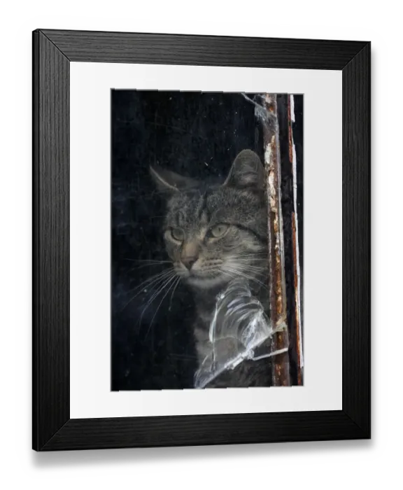 Framed Print : Cat behind a broken pane of glass Framed Print : Cat behind a broken pane of glass