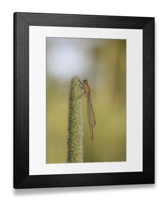 Framed Print : Damselfly (Zygoptera)