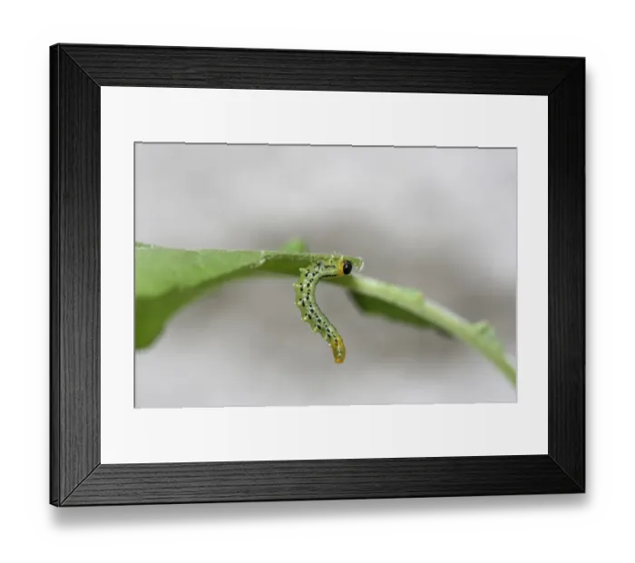 Framed Print : Larva of the Sawfly (Craesus septentrionalis) Framed Print : Larva of the Sawfly (Craesus septentrionalis)