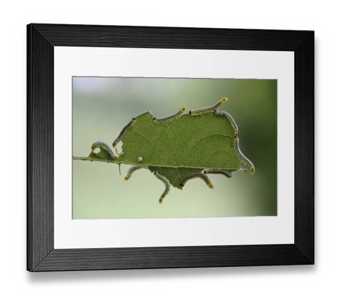 Framed Print : Larvae of the Sawfly (Craesus septentrionalis), developmental stage of an insect