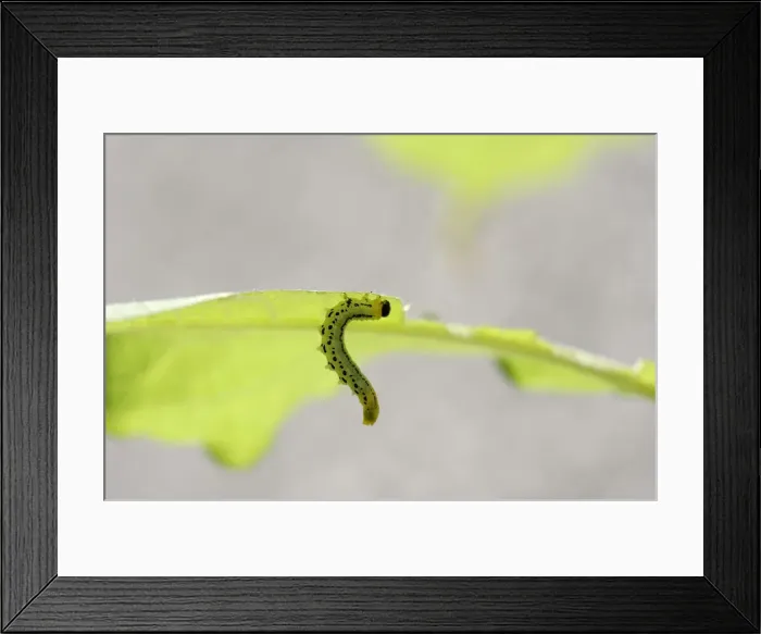 Framed Print : Sawfly, larva (Craesus septentrionalis) Framed Print : Sawfly, larva (Craesus septentrionalis)