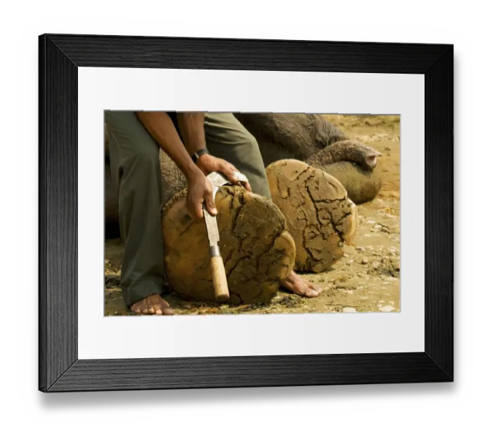 Framed Print : Mahout cutting an elephants toenails with a curved knife, Chitwan National Park, Nepal, Asia Framed Print : Mahout cutting an elephants toenails with a curved knife, Chitwan National Park, Nepal, Asia
