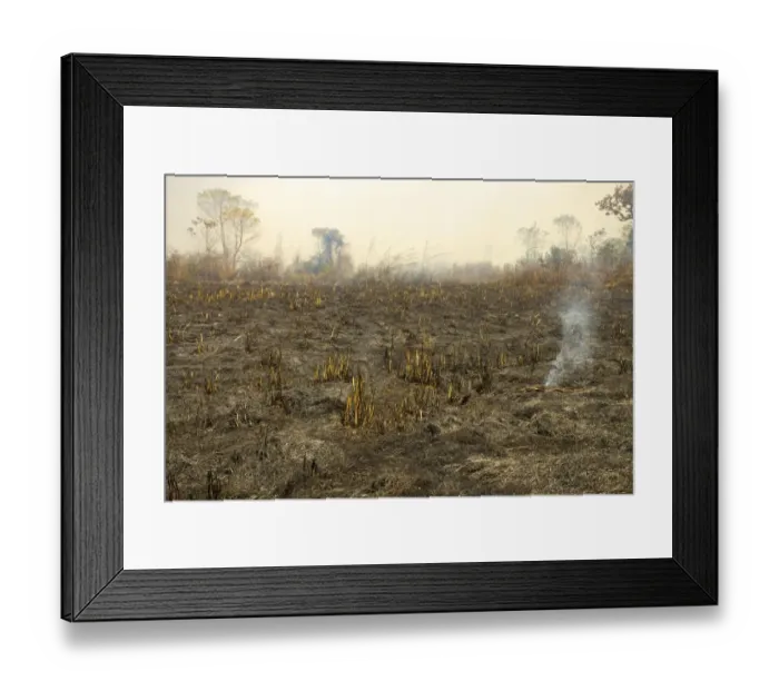 Framed Print : Burnt down forest after a bush fire, slash and burn, Chitwan National Park, Nepal, Asia Framed Print : Burnt down forest after a bush fire, slash and burn, Chitwan National Park, Nepal, Asia