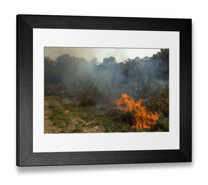 Framed Print : Bush fire with heavy smoke emission, Chitwan National Park, Nepal, Asia Framed Print : Bush fire with heavy smoke emission, Chitwan National Park, Nepal, Asia