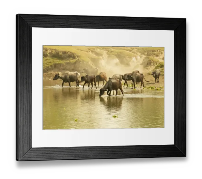 Framed Print : Water buffalos fording a river in front of a dusty embankment, Chitwan National Park, Nepal, Asia Framed Print : Water buffalos fording a river in front of a dusty embankment, Chitwan National Park, Nepal, Asia