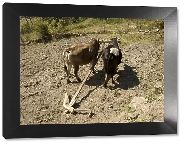 Oxen standing on a dry field yoked to a handmade carved wooden plough, Annapurna Conservation Area, Nepal, Asia