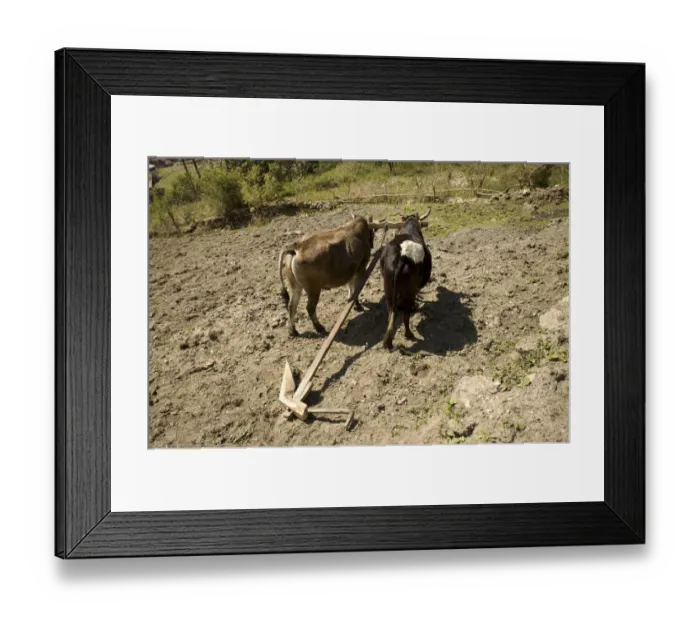 Framed Print : Oxen standing on a dry field yoked to a handmade carved wooden plough, Annapurna Conservation Area, Nepal, Asia Framed Print : Oxen standing on a dry field yoked to a handmade carved wooden plough, Annapurna Conservation Area, Nepal, Asia
