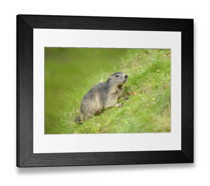 Framed Print : Young Alpine Marmot (Marmota marmota)