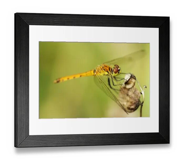 Framed Print : Spotted Darter (Sympetrum depressiusculum) Framed Print : Spotted Darter (Sympetrum depressiusculum)