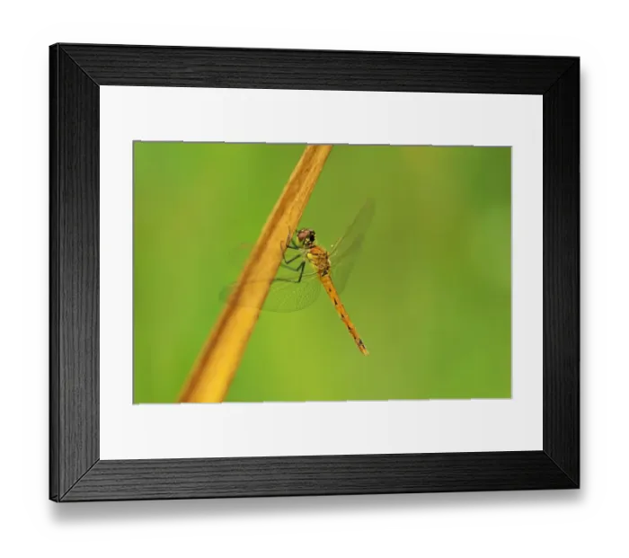 Framed Print : Spotted Darter (Sympetrum depressiusculum)