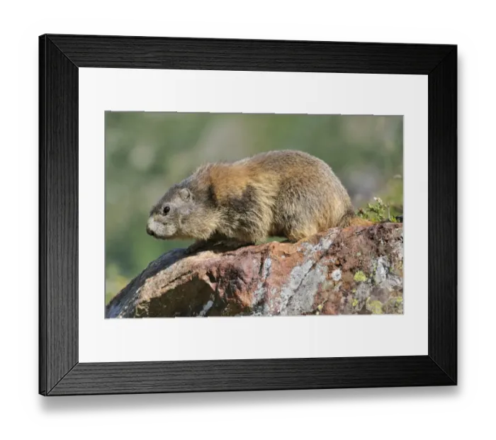 Framed Print : Alpine marmot (Marmota marmota)
