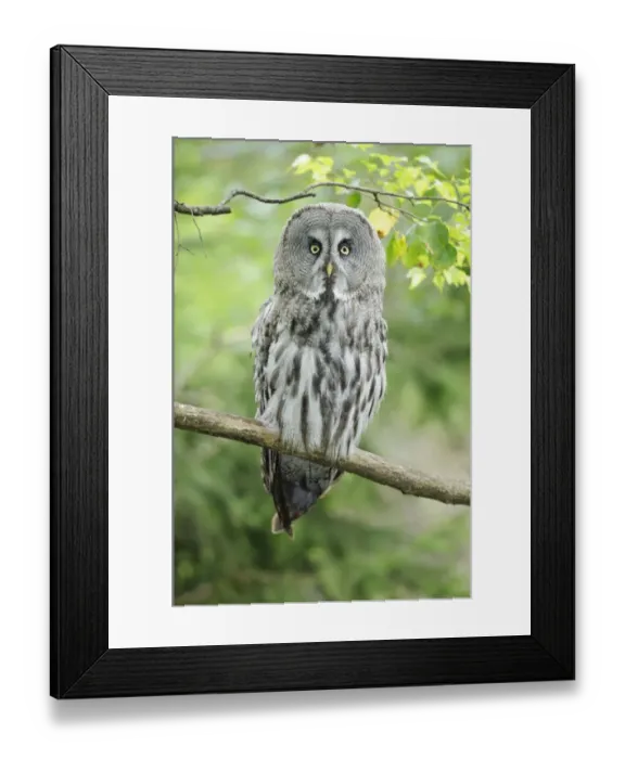 Framed Print : Great Gray Owl (Strix nebulosa) Framed Print : Great Gray Owl (Strix nebulosa)