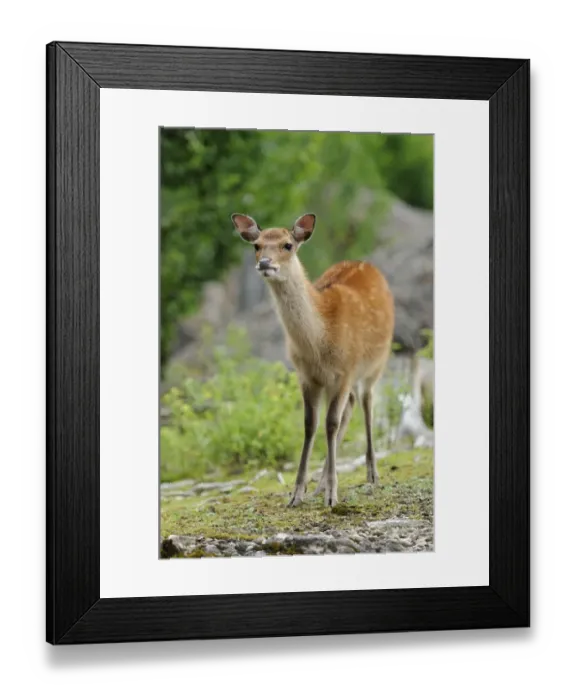 Framed Print : Fallow Deer (Dama dama), roe Framed Print : Fallow Deer (Dama dama), roe
