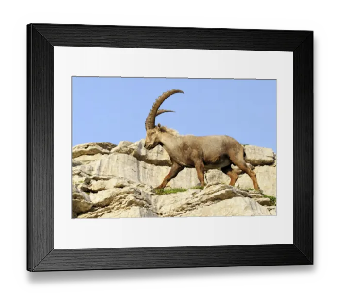 Framed Print : Alpine ibex (Capra ibex) Framed Print : Alpine ibex (Capra ibex)