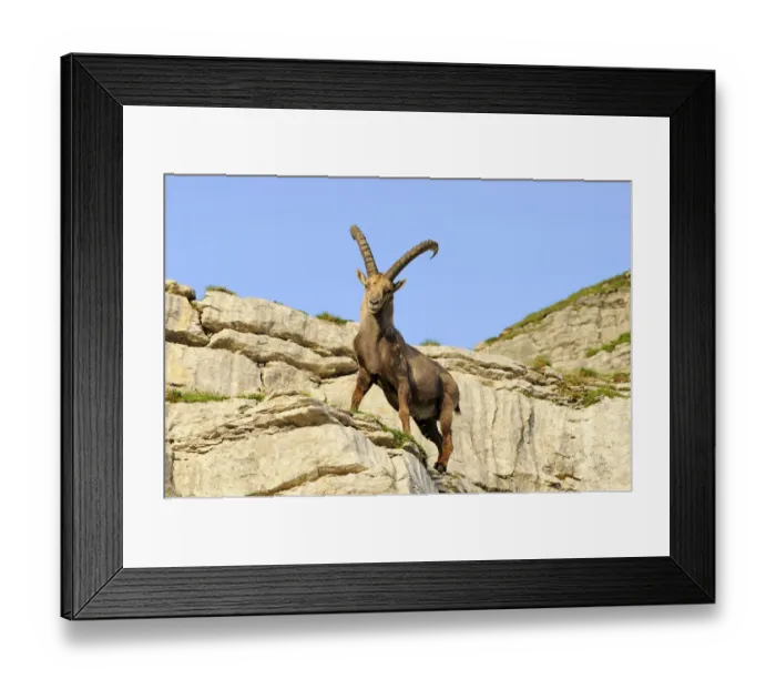 Framed Print : Typical pose of an alpine ibex (Capra ibex) Framed Print : Typical pose of an alpine ibex (Capra ibex)