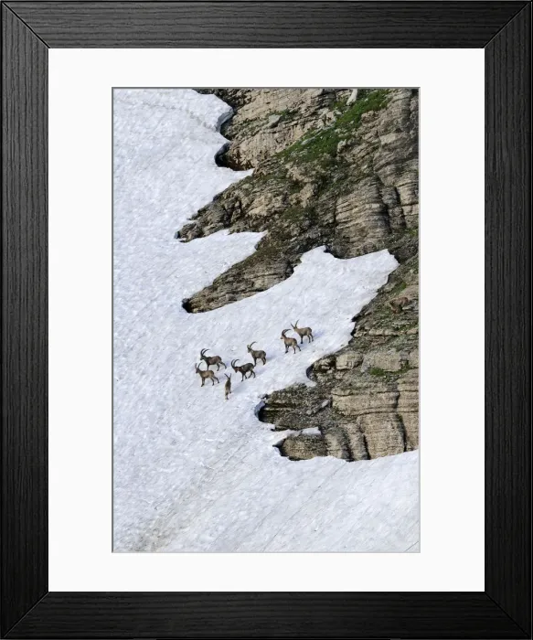 Framed Print : Alpine ibex (Capra ibex), group standing in a snow field, Toggenburg, Canton St. Gallen, Switzerland, Europe Framed Print : Alpine ibex (Capra ibex), group standing in a snow field, Toggenburg, Canton St. Gallen, Switzerland, Europe