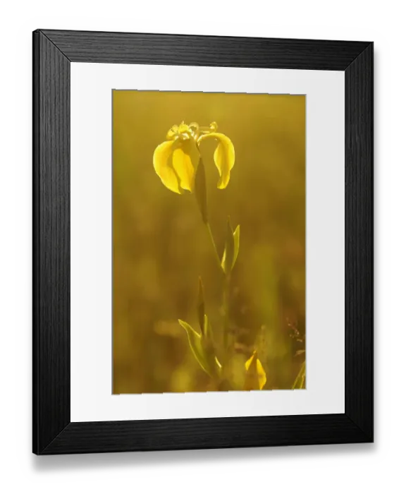 Framed Print : Yellow Iris or Yellow Flag (Iris pseudacorus) with backlighting Framed Print : Yellow Iris or Yellow Flag (Iris pseudacorus) with backlighting