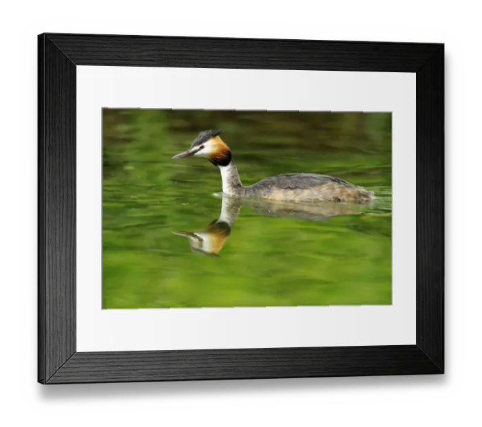 Framed Print : Great Crested Grebe (Podiceps cristatus) with its reflection Framed Print : Great Crested Grebe (Podiceps cristatus) with its reflection