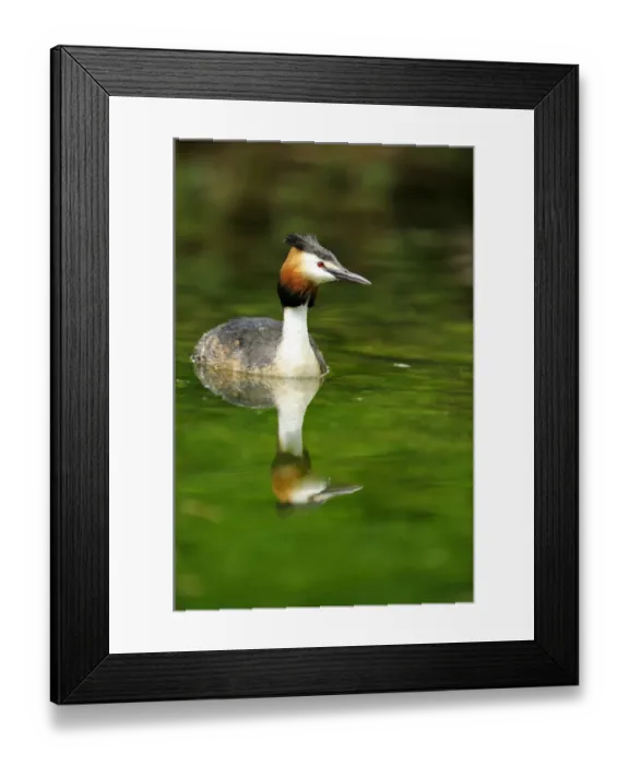Framed Print : Great Crested Grebe (Podiceps cristatus) with its reflection Framed Print : Great Crested Grebe (Podiceps cristatus) with its reflection