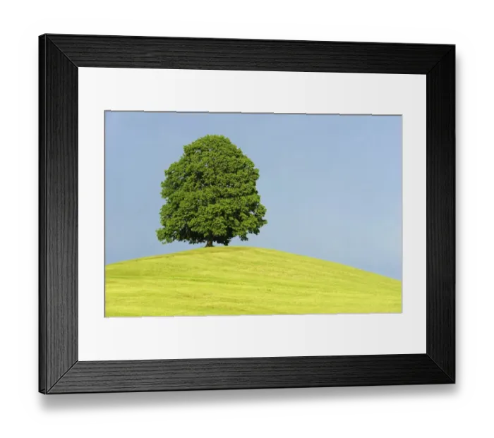 Framed Print : Linden (Tilia) standing on a hill in front of gathering storm clouds, Hirzel, Zurich, Switzerland, Europe Framed Print : Linden (Tilia) standing on a hill in front of gathering storm clouds, Hirzel, Zurich, Switzerland, Europe