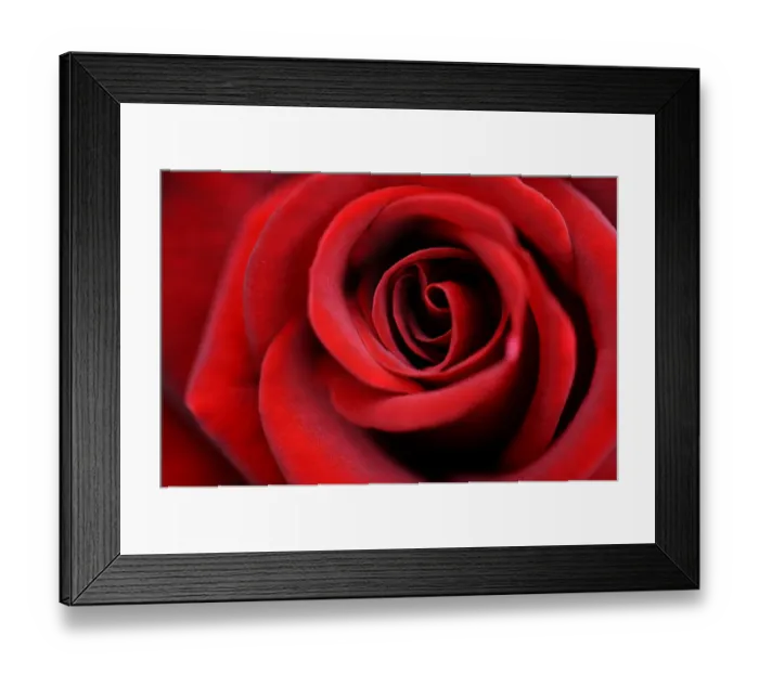 Framed Print : Detail, red Rose (Rosa) Framed Print : Detail, red Rose (Rosa)