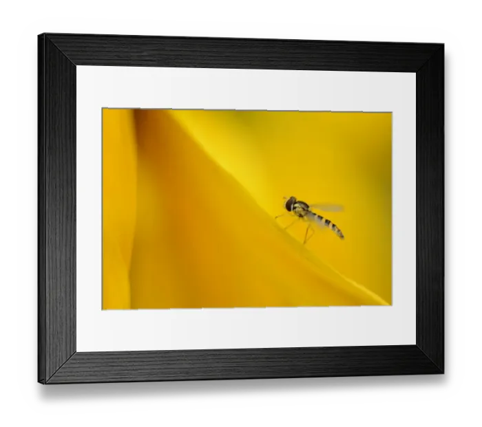 Framed Print : Hoverfly (Syrphidae) on a sunflower petal Framed Print : Hoverfly (Syrphidae) on a sunflower petal
