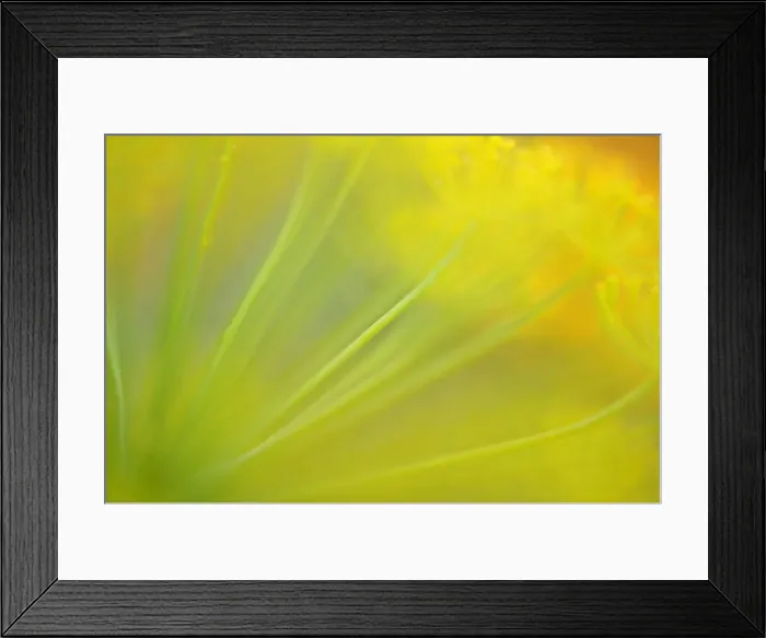 Framed Print : Parsnip (Pastinaca sativa), flower with a wipe effect