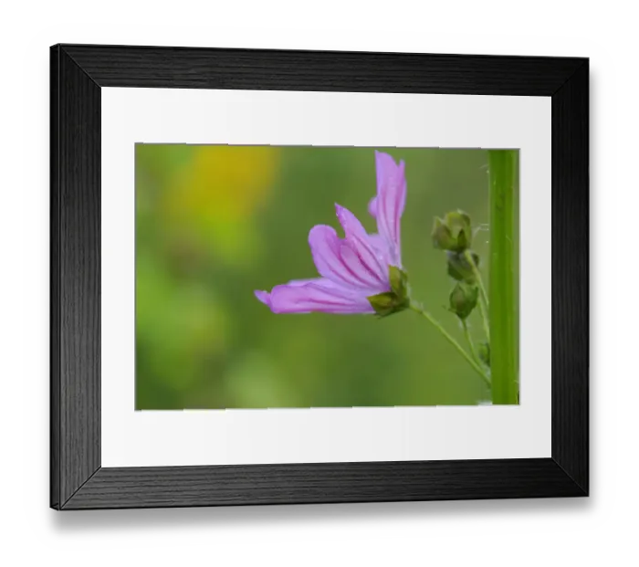 Framed Print : Greater Musk-mallow or Hollyhock Mallow (Malva alcea), flowering Framed Print : Greater Musk-mallow or Hollyhock Mallow (Malva alcea), flowering