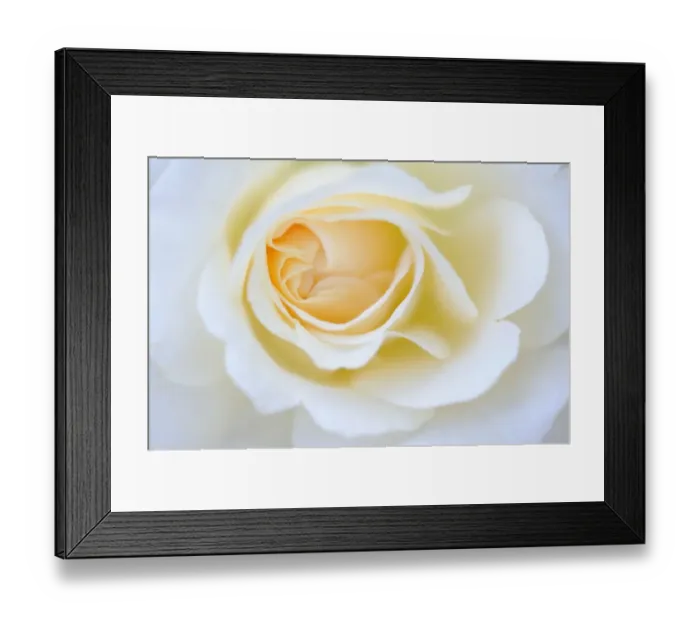 Framed Print : Detail, white Rose (Rosa) Framed Print : Detail, white Rose (Rosa)