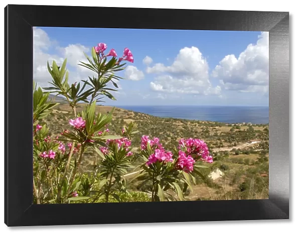 Flowering Oleander (Nerium oleander), landscape with sea near Latchi, Akamas, Southern Cyprus, Republic of Cyprus, Mediterranean Sea, Europe