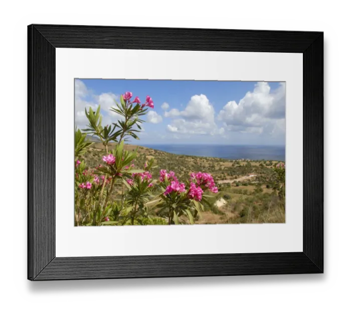 Framed Print : Flowering Oleander (Nerium oleander), landscape with sea near Latchi, Akamas, Southern Cyprus, Republic of Cyprus, Mediterranean Sea, Europe Framed Print : Flowering Oleander (Nerium oleander), landscape with sea near Latchi, Akamas, Southern Cyprus, Republic of Cyprus, Mediterranean Sea, Europe