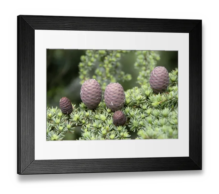 Framed Print : Branch of a Lebanon Cedar (Cedrus libani var brevifolia) with purple cones, Tripylos, Troodos Mountains, Southern Cyprus, Republic of Cyprus, Mediterranean Sea, Europe Framed Print : Branch of a Lebanon Cedar (Cedrus libani var brevifolia) with purple cones, Tripylos, Troodos Mountains, Southern Cyprus, Republic of Cyprus, Mediterranean Sea, Europe