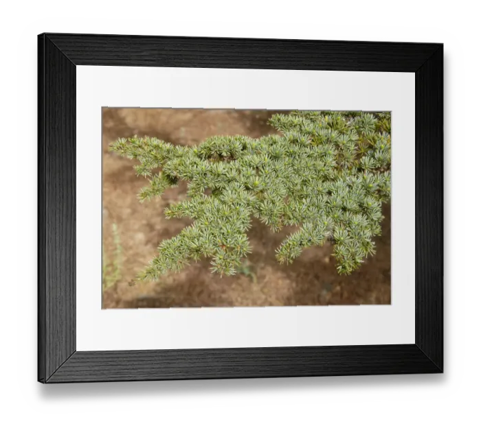 Framed Print : Branch of a Lebanon Cedar (Cedrus libani var brevifolia), needles, Tripylos, Troodos Mountains, Southern Cyprus, Republic of Cyprus, Mediterranean Sea, Europe Framed Print : Branch of a Lebanon Cedar (Cedrus libani var brevifolia), needles, Tripylos, Troodos Mountains, Southern Cyprus, Republic of Cyprus, Mediterranean Sea, Europe