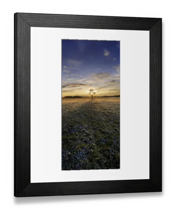 Framed Print : Sunset with a solitary oak tree on a frost-covered meadow, near Adelschlag, Bavaria, Germany, Europe