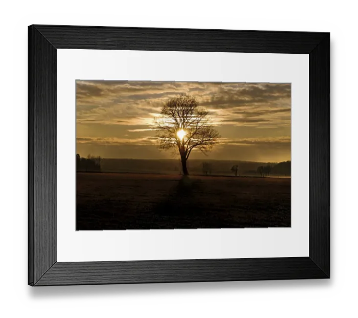 Framed Print : Sunset with a solitary oak tree on a frost-covered meadow, near Adelschlag, Bavaria, Germany, Europe Framed Print : Sunset with a solitary oak tree on a frost-covered meadow, near Adelschlag, Bavaria, Germany, Europe
