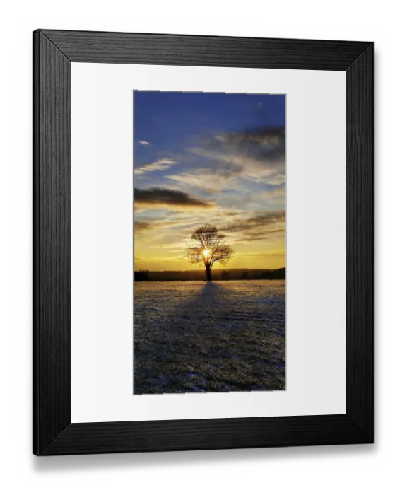 Framed Print : Sunset with a solitary oak tree on a frost-covered meadow, near Adelschlag, Bavaria, Germany, Europe Framed Print : Sunset with a solitary oak tree on a frost-covered meadow, near Adelschlag, Bavaria, Germany, Europe