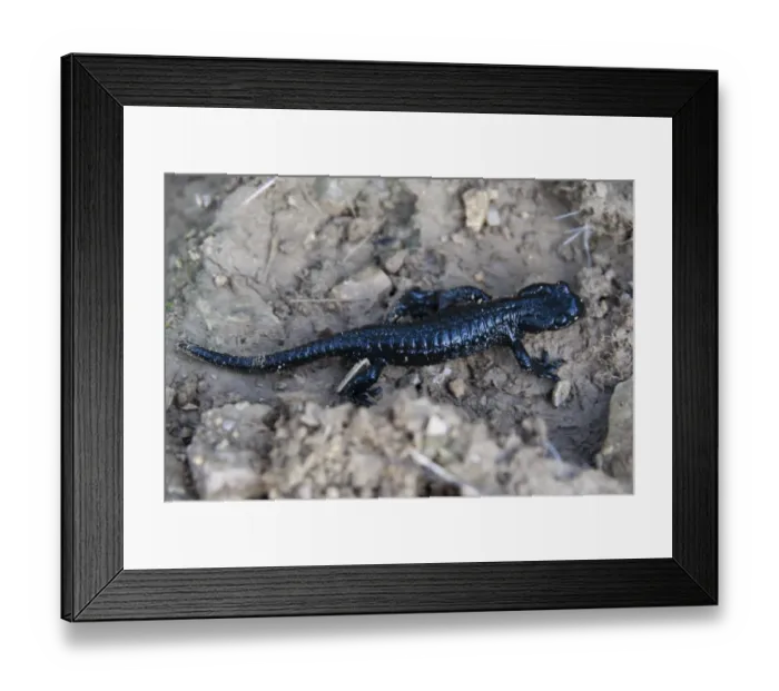 Framed Print : Alpine Salamander (Salamandra atra) Framed Print : Alpine Salamander (Salamandra atra)
