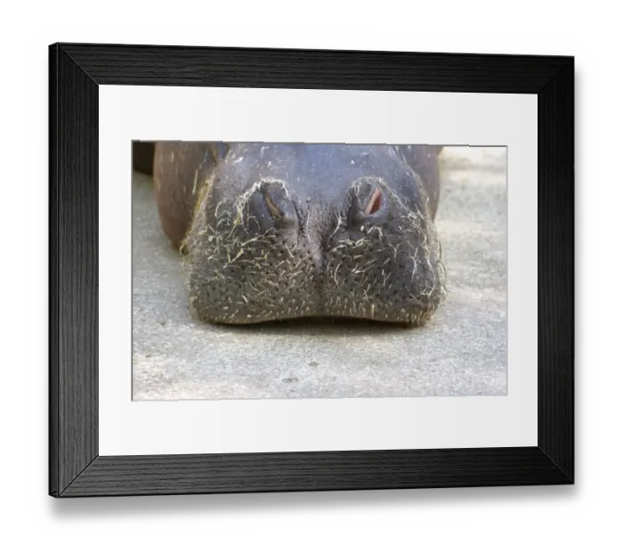 Framed Print : Hairy snout of a hippopotamus (Hippopotamus amphibius) in the zoo of Valencia, Spain, Europa