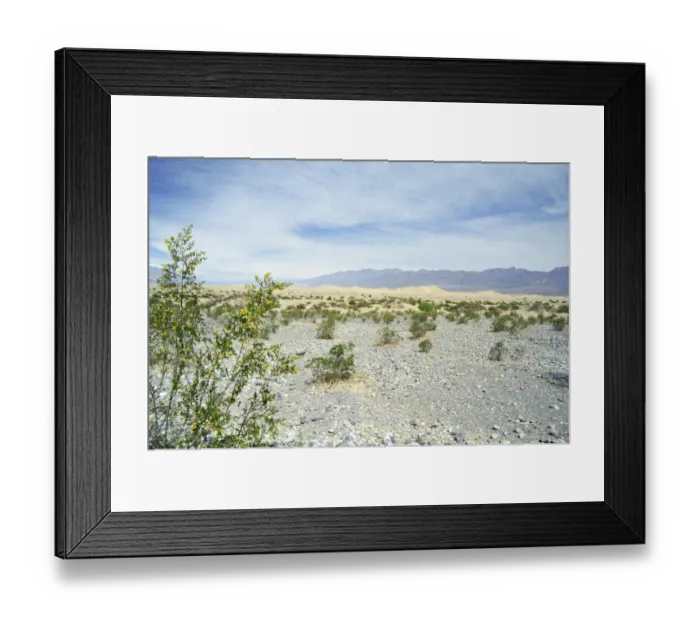 Framed Print : Flowers in Death Valley National Park, California, USA Framed Print : Flowers in Death Valley National Park, California, USA