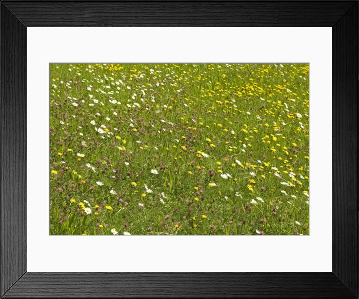 Framed Print : Flowering mountain meadow in spring Framed Print : Flowering mountain meadow in spring