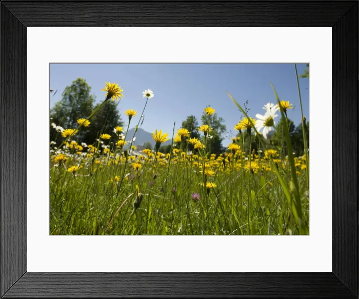 Framed Print : Flowering mountain meadow in spring