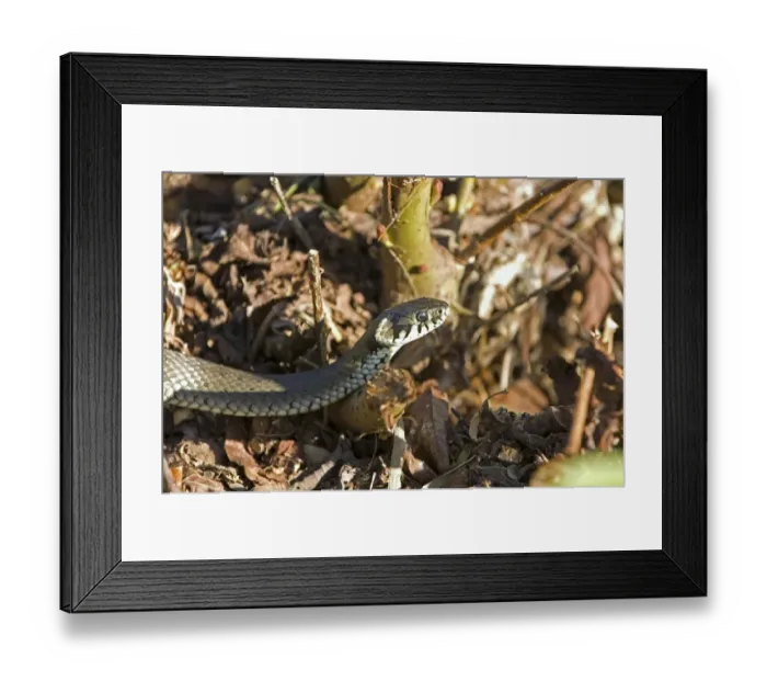 Framed Print : Grass snake (Natrix natrix) Framed Print : Grass snake (Natrix natrix)