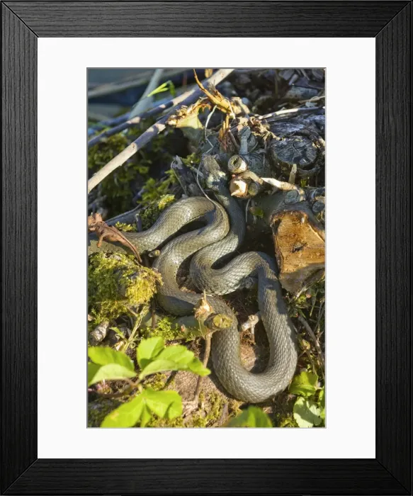 Framed Print : Grass snake (Natrix natrix)
