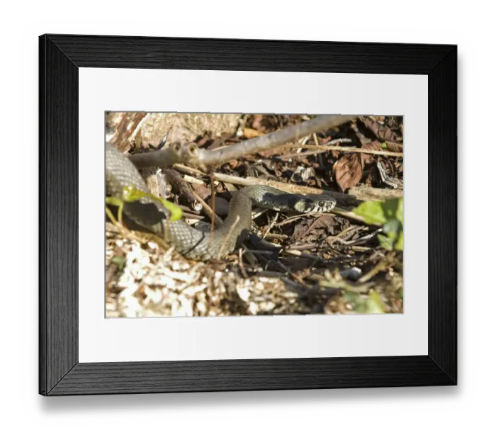 Framed Print : Grass snake (Natrix natrix) Framed Print : Grass snake (Natrix natrix)