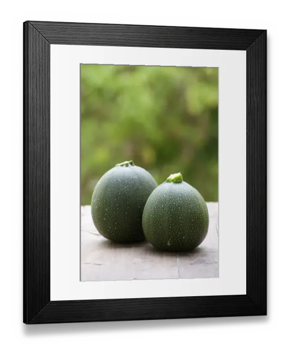 Framed Print : Satellite Zucchini (Cucurbita pepo) Framed Print : Satellite Zucchini (Cucurbita pepo)