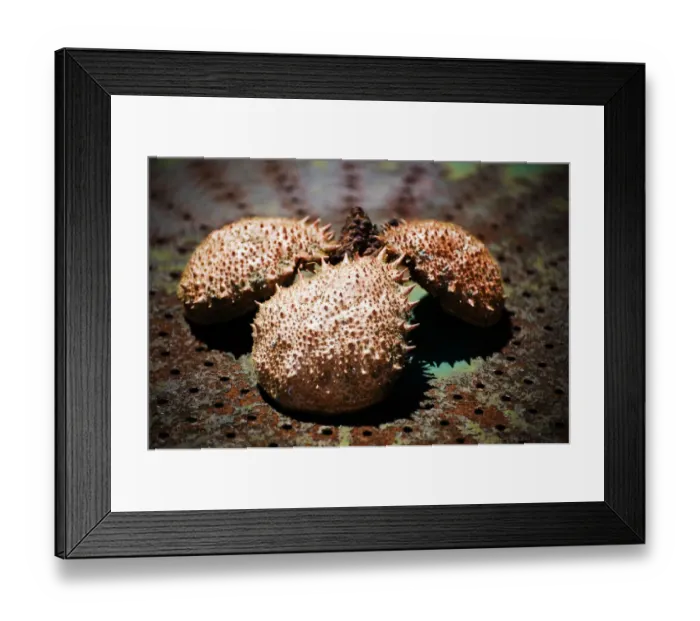 Framed Print : Exoskeletons of the Spider Crab (Majidae)