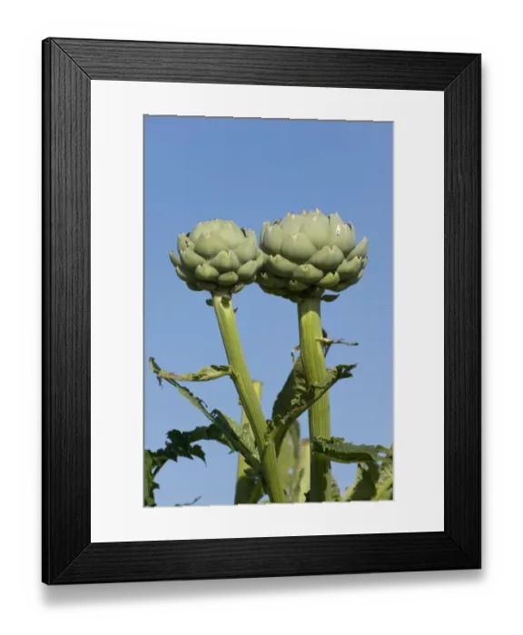 Framed Print : Artichokes (Cynara), Bretagne, France Framed Print : Artichokes (Cynara), Bretagne, France