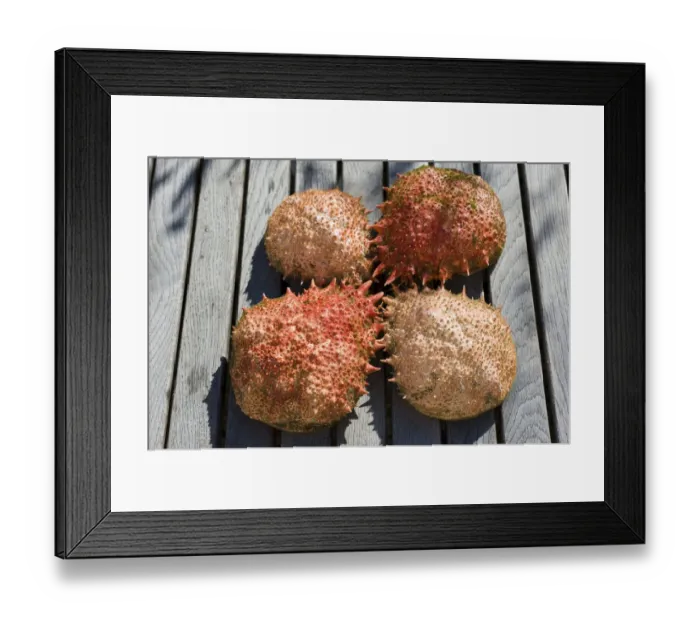 Framed Print : Exoskeletons of the Spider Crab (Majidae) Framed Print : Exoskeletons of the Spider Crab (Majidae)